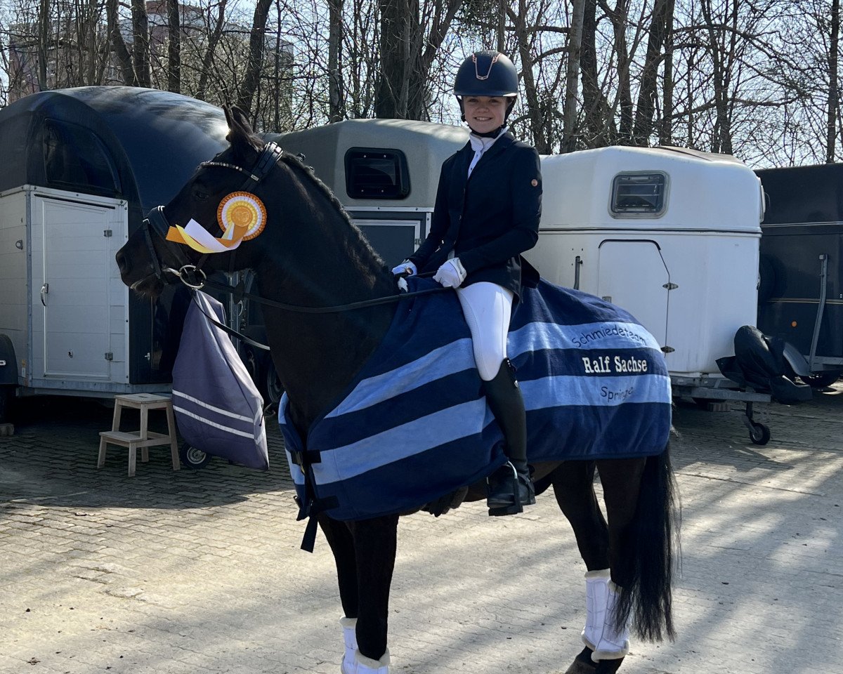 dressage horse Dark Dinocchio (German Riding Pony, 2016, from Dating AT NRW)