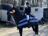 dressage horse Dark Dinocchio (German Riding Pony, 2016, from Dating At NRW)