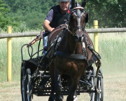 horse Cherie Z (Rhinelander, 1993, from Circus)