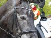 dressage horse Wolke-Sieben (Hanoverian, 2004, from Wolkentanz I)