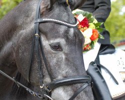 dressage horse Wolke-Sieben (Hanoverian, 2004, from Wolkentanz I)