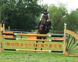 jumper Chocolate Coffee (Oldenburg show jumper, 2008, from Clintord)