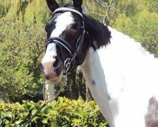 horse Zed (KWPN (Royal Dutch Sporthorse), 2004, from Ringo)