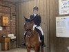 dressage horse Mac Murphy 15 (German Riding Pony, 2012, from Merlin)