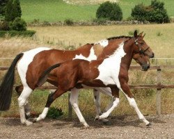 Pferd Amenno (Scottish Sports Horse, 2005, von Umenno)