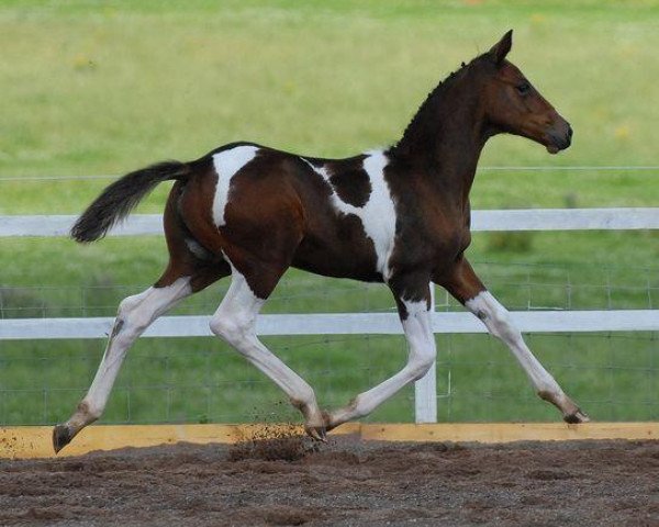 horse Chelanno (KWPN (Royal Dutch Sporthorse), 2007, from Umenno)