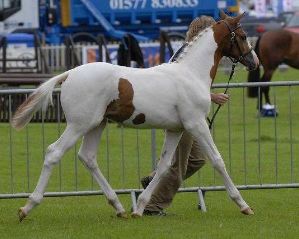 horse Solaris Felanno (Scottish Sports Horse, 2010, from Umenno)