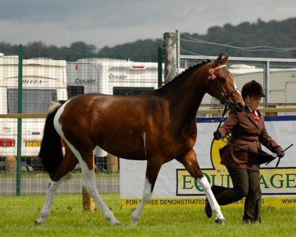 horse Solaris Elanna (Scottish Sports Horse, 2009, from Umenno)