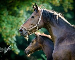 broodmare Thora II (Holsteiner, 2003, from Acobat II)