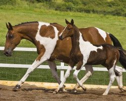 broodmare Edwina (KWPN (Royal Dutch Sporthorse), 2000, from Ed King Hill)