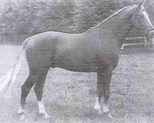 stallion Wagenaar (KWPN (Royal Dutch Sporthorse), 1980, from Formateur)