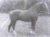 stallion Wagenaar (Royal Warmblood Studbook of the Netherlands (KWPN), 1980, from Formateur)