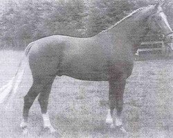 stallion Wagenaar (KWPN (Royal Dutch Sporthorse), 1980, from Formateur)