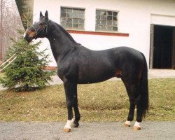 broodmare Papilon (Westphalian, 1979, from Pilot)