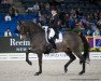 dressage horse Smeyers Molberg (Danish Warmblood, 2001, from Michellino)