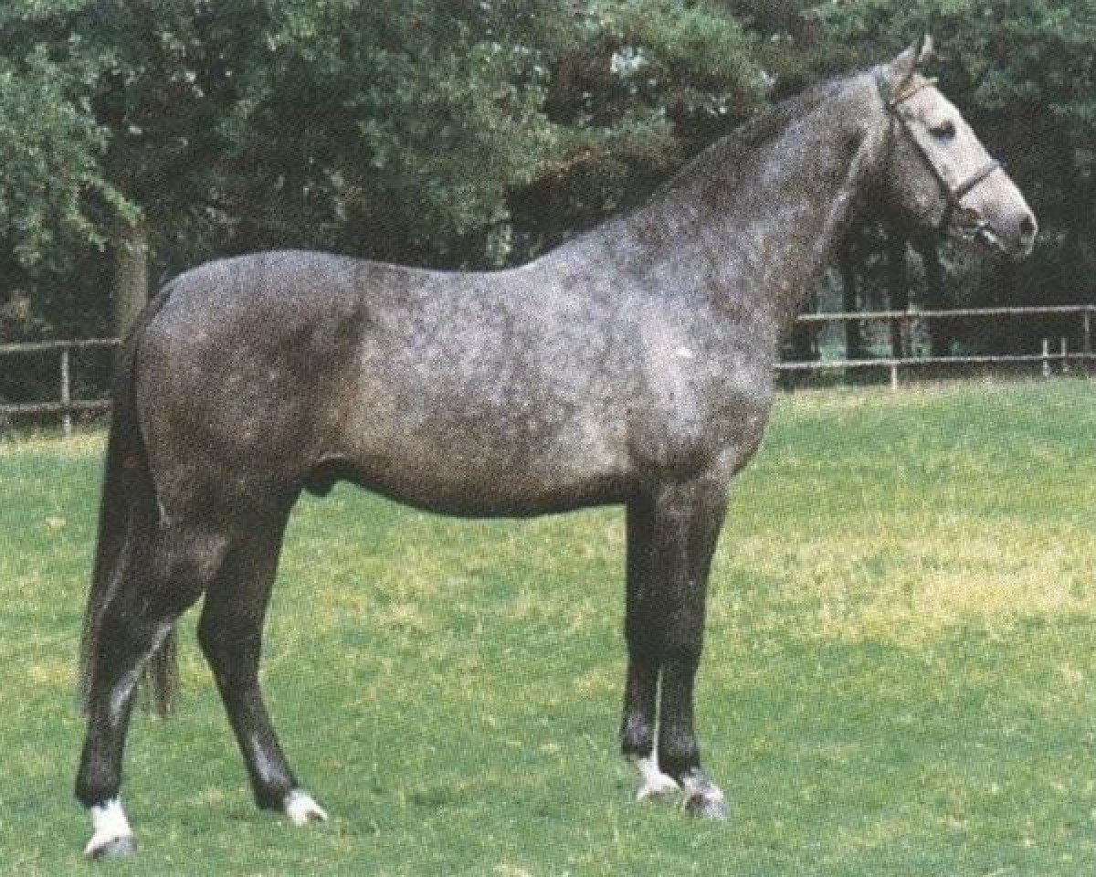 stallion Cordano Z (Holsteiner, 1989, from Capitol I)