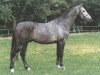 stallion Cordano Z (Holsteiner, 1989, from Capitol I)