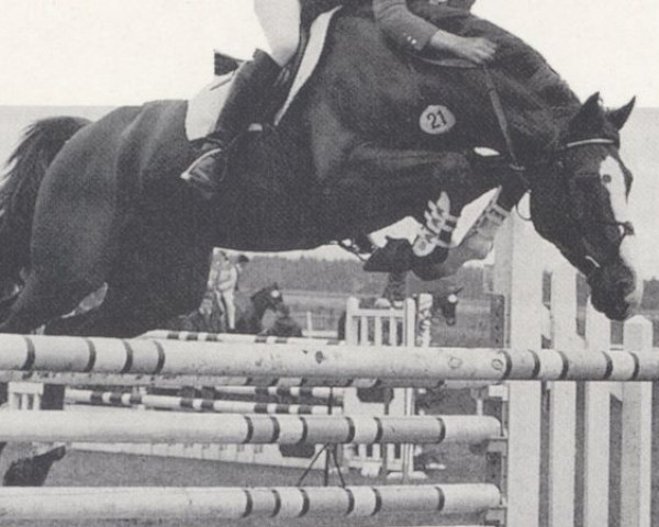 horse Aldato (Holsteiner, 1981, from Almé Z)