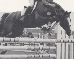 stallion Aldato (Holsteiner, 1981, from Alme)