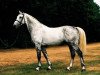 stallion Atlantus Z (Holsteiner, 1986, from Athlet Z)