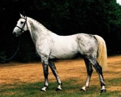 stallion Athlet II Z (Holsteiner, 1986, from Athlet Z)