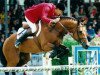 stallion N-Aldato (KWPN (Royal Dutch Sporthorse), 1982, from Nimmerdor)