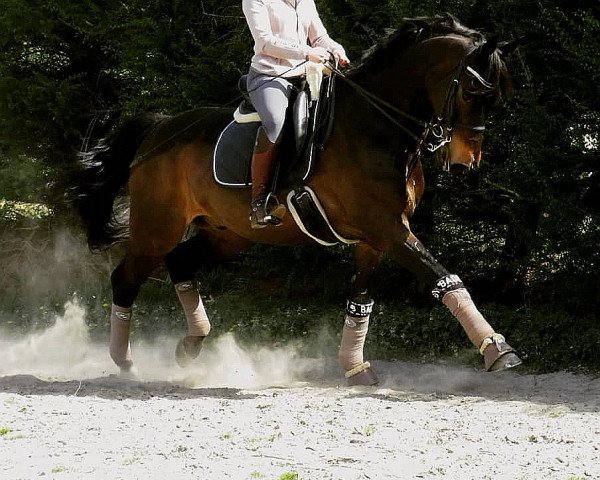 horse Fabicello (Saxony-Anhaltiner, 2001, from Friendship)
