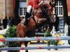 stallion Griseldi (Hessian Warmblood, 1992, from Grosso Z)