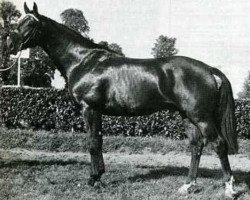 stallion Gagne Beaucoup (Rhinelander, 1972, from Uriel)