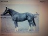 stallion Souvenir (KWPN (Royal Dutch Sporthorse), 1976, from Duc de Normandie (Styx))