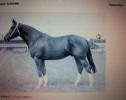 stallion Souvenir (KWPN (Royal Dutch Sporthorse), 1976, from Duc de Normandie (Styx))