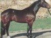 stallion Willibald (Hanoverian, 1986, from Wittelsbach)