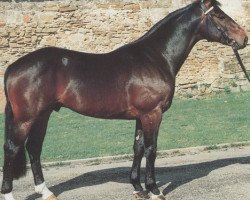 stallion Willibald (Hanoverian, 1986, from Wittelsbach)