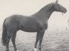 stallion Bartok (Rhinelander, 1979, from Bariton)