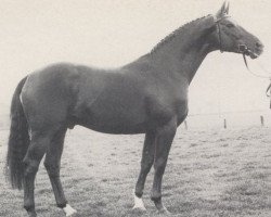 stallion Bartok (Rhinelander, 1979, from Bariton)