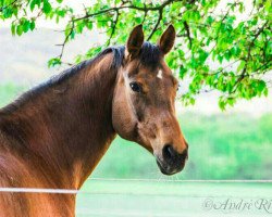 horse Fritzi 48 (German Warmblood, 1995)