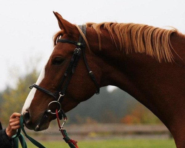 dressage horse Freya (Oldenburg, 2009, from Sir Gregory)