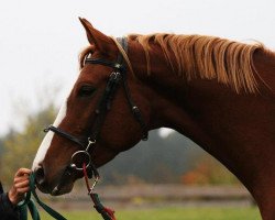 dressage horse Freya (Oldenburg, 2009, from Sir Gregory)