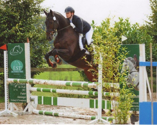 horse Miriquidi (Trakehner, 2004, from Finley M)