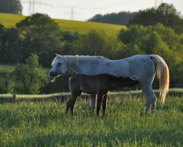 broodmare Samira XVI EAO (Arabian thoroughbred, 1994, from Sarwat 1967 EAO)