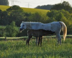 broodmare Samira XVI EAO (Arabian thoroughbred, 1994, from Sarwat 1967 EAO)