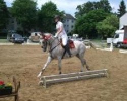 horse Tuccicina (Trakehner, 2003, from Sharjad ox)