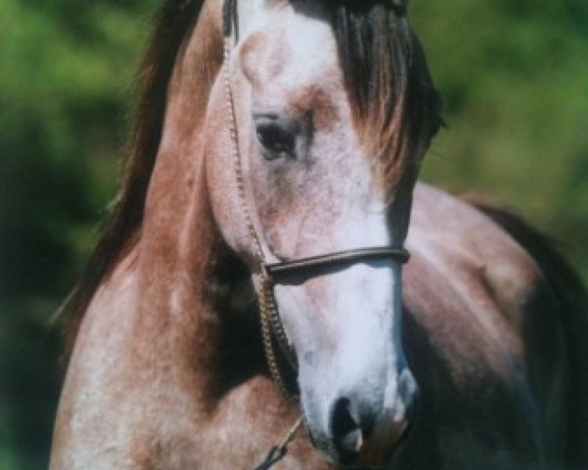 broodmare Hach Shayma Estopa ox (Arabian purebred, 2009, from El Kadjour ox)