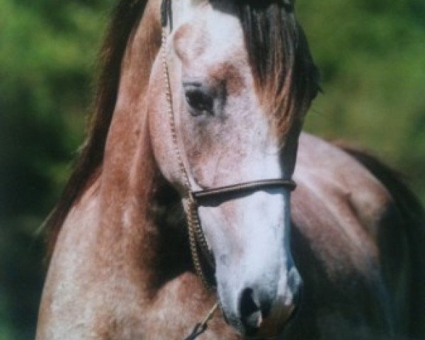 broodmare Hach Shayma Estopa ox (Arabian thoroughbred, 2009, from El Kadjour ox)