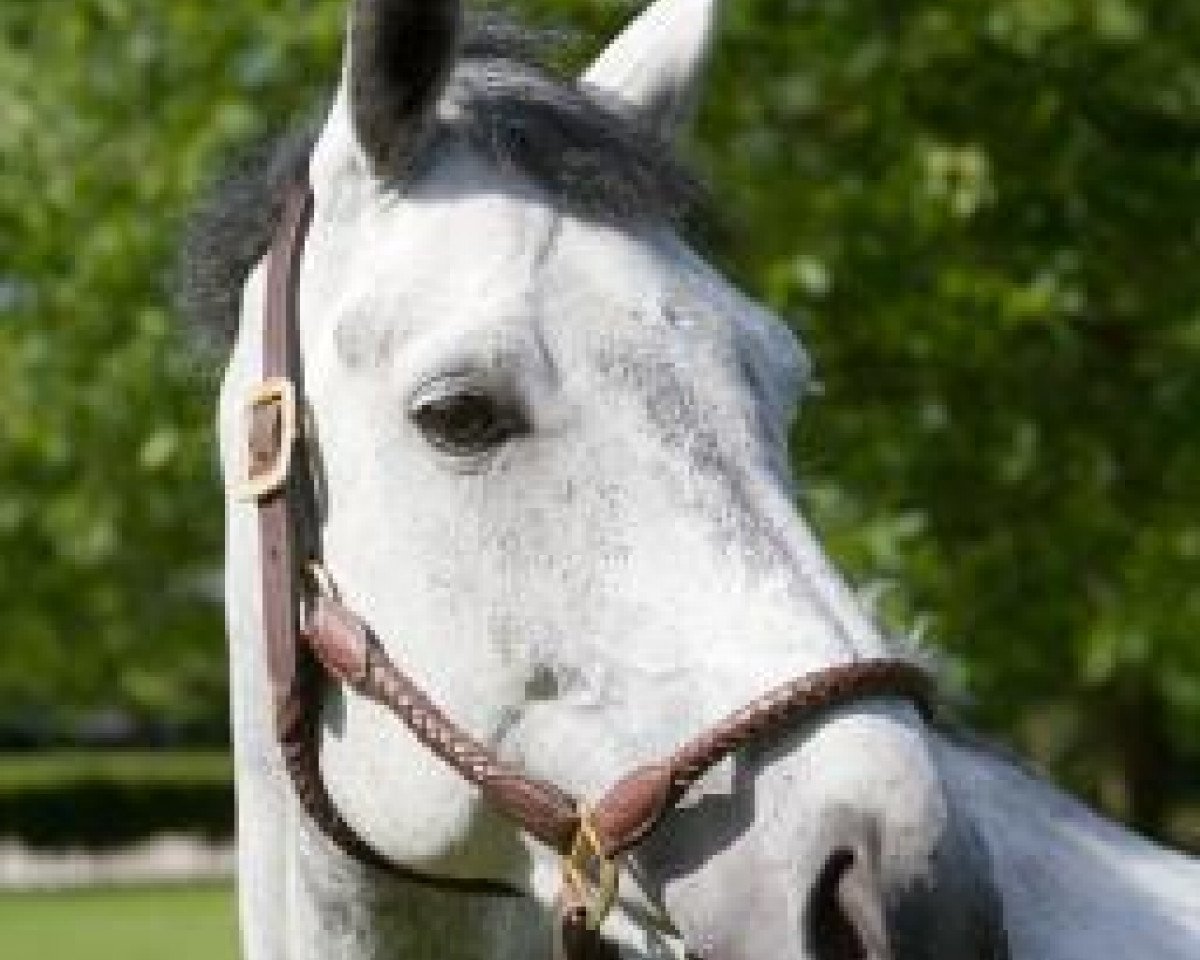broodmare St. Germain (Hanoverian, 2000, from Stakkato)