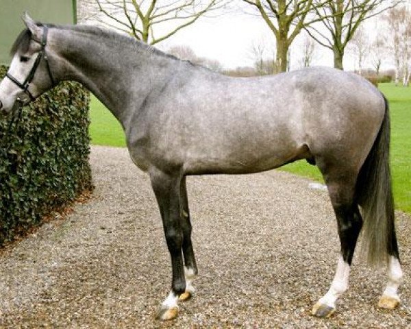 stallion Acopitol (Holsteiner, 2006, from Acodetto I)