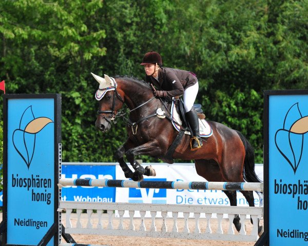 broodmare Conny 351 (German Sport Horse, 2006, from Con Sherry)