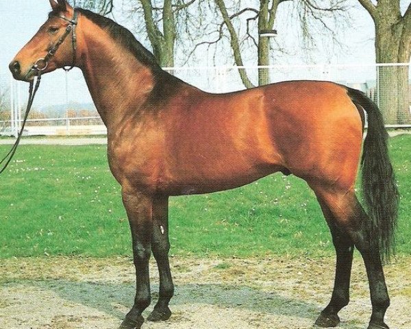 stallion Achim (Württemberger, 1984, from Adriano)