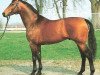 stallion Achim (Württemberger, 1984, from Adriano)