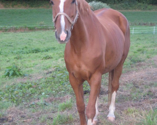 broodmare Ginger Ale (Zweibrücken, 1991, from Gepard)